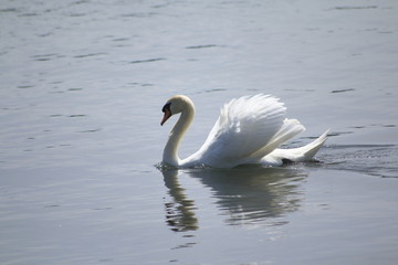 weißer Schwan schwimmt auf dem Rhein, einem Fluss oder einem See und präsentiert sich edel