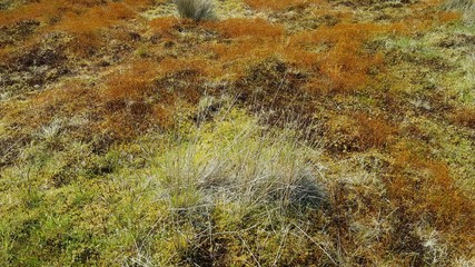 Golden seeds in long grass, moss, abstract background