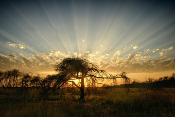 rays of light behind African tree