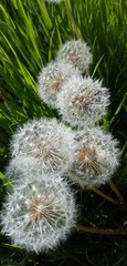 Close up of dandelions growing in grass