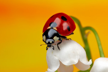 Ladybug on a flower. 