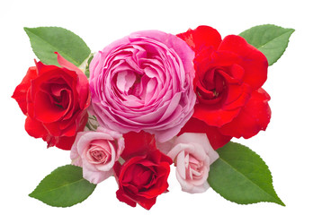 Beautiful rose flowers arrangement isolated on white background