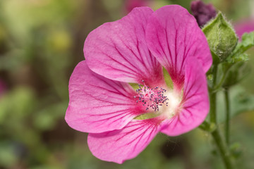Rosen-Eibisch Woodbridge mit wunderschöner rosa Blüte
