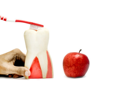 Patient education with dental model and fresh apple isolated in white background