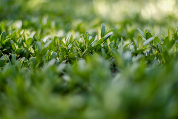 Close-up photography of decorative shrubs.