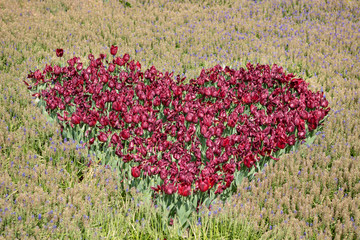 Heart shape of red tulips on flower background
