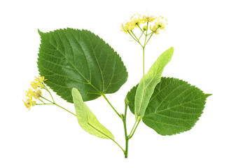 Fresh flowers and leaves of linden isolated on white background