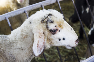 close-up side shot of white sheep in shelter