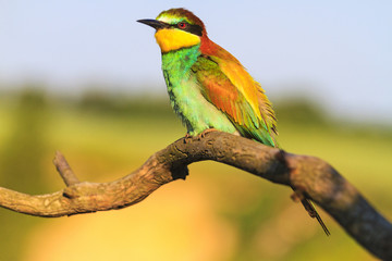 lonely exotic bird sitting on a branch