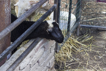side shot of black sheep in shelter
