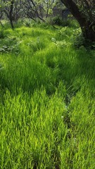 Undergrowth and tree trunk in forest