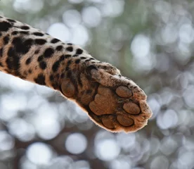 Foto op Canvas The hanging paw of a Leopard © jflatman
