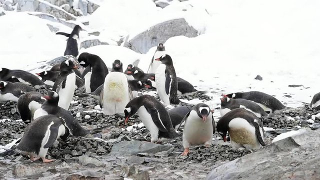 Gentoo Penguins on the nest