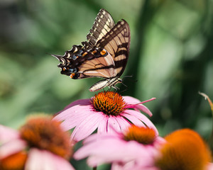 Yellow Swallowtail butterfly on purple coneflower