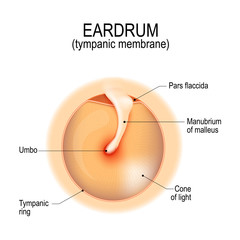 Anatomy of the eardrum - obrazy, fototapety, plakaty