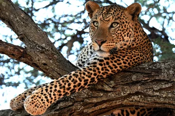 Foto op Canvas The bright gaze of a relaxed leopard  © jflatman