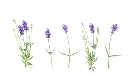 Obraz premium Kwiaty lawendy Płaskie transparent kwiatowy