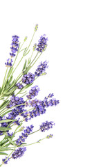 Lavender herb flower bunchwhite background Floral border