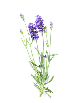 Lavender flower isolated white background Fresh herbs