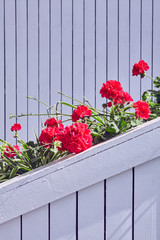 Red geranium flowers in front of a white wall