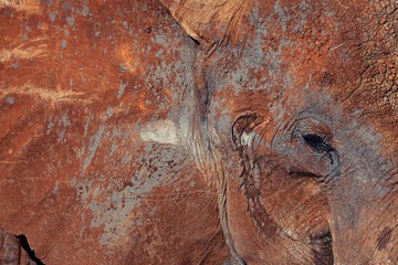 Obraz premium The bright gaze of a relaxed leopard 