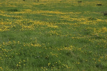 Obraz premium Close-up of buttercups in field
