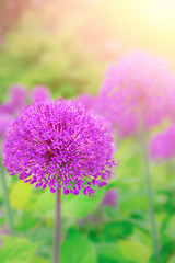 Beautiful flowers of Onion Allium purple colour glow in morning at sunrise in golden rays of sunshine, grass, garden, nature, spring, droplets of dew, close-up, copy space.