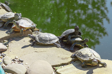 Red eared slider turtle. Trachemys scripta elegans.