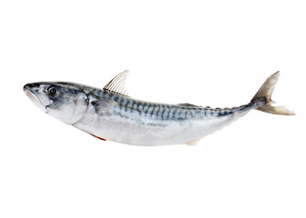 Fresh atlantic mackerel isolated on white