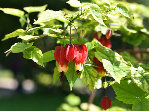 Abutilon megapotamicum du Br&eacute;sil