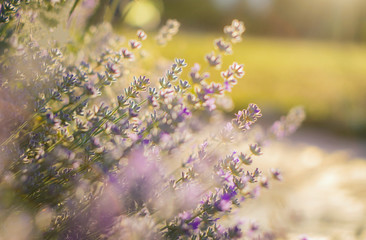 Vivid purple lavender flowers are blooming in the herb garden