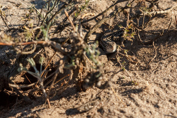 little gray lizard on the sand in the desert