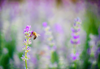Bee on a lavender flower petal