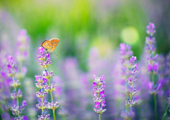 Butterfly on lavender
