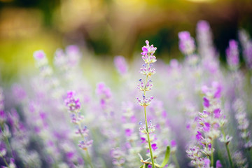 Vivid purple lavender flowers are blooming in the herb garden