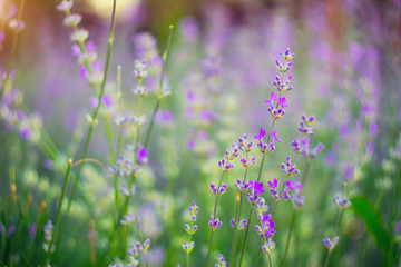 Fototapeta premium Vivid purple lavender flowers are blooming in the herb garden