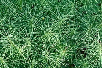 Leaves of a meadow horsetail (Equisetum pratense)