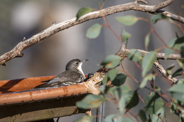 White-throated Treecreeper (Cormobates leucophaea) race 