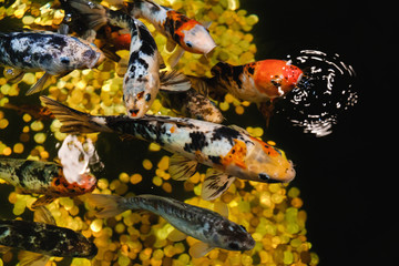 Obraz na płótnie Canvas Koi Carp, Japanese big fish, underwater in garden.