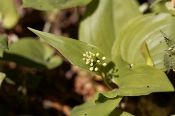 False lily of the valley (Maianthemum bifolium).