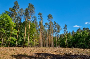 Industrial works in nature. Felling of trees in the forest.