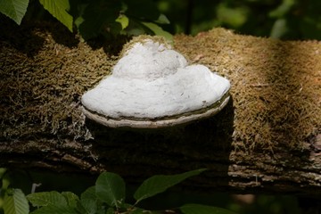 Grey colored tinder fungus (Fomes fomentarius)