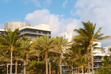 Fototapeta na wymiar Palms tree on sunny weather day.