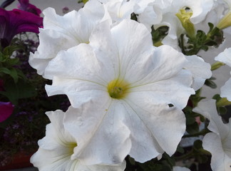 Beautiful white flowers in the flower bed. Petunia.Perfect for flower seed packaging design or for magazines or websites