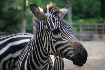 Fototapeta na wymiar zebra head looks at us one eye and ears