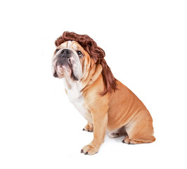 studio shot of a bulldog wearing a wig isolated on a white background