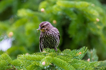 Common Starling in a green background withworms in beak 