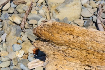 Fototapeta premium driftwood, washed up by the sea on a pebble beach