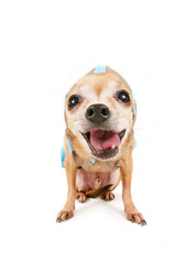 cute chihuahua in a hoodie