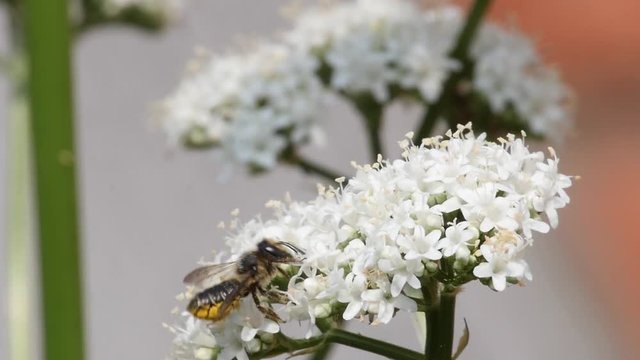 Slow motion of a solitary bee attacking by an ant while drinking nectar 